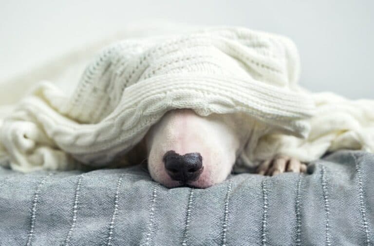 The Burrower