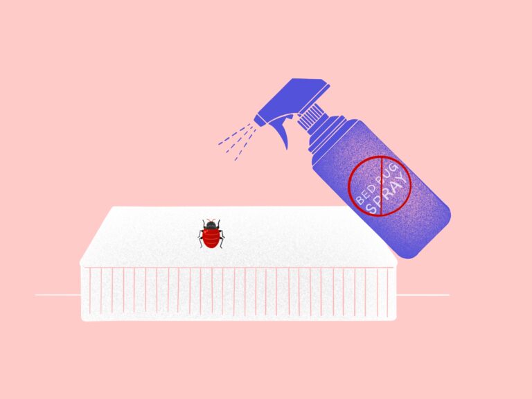 What Kills Bed Bugs Instantly Illustration Of What Kills Bed Bugs Instantly