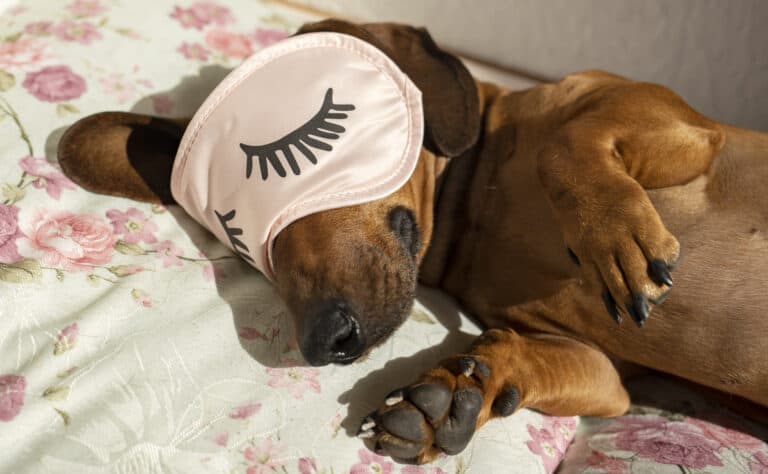 Dog Sleeping Positions