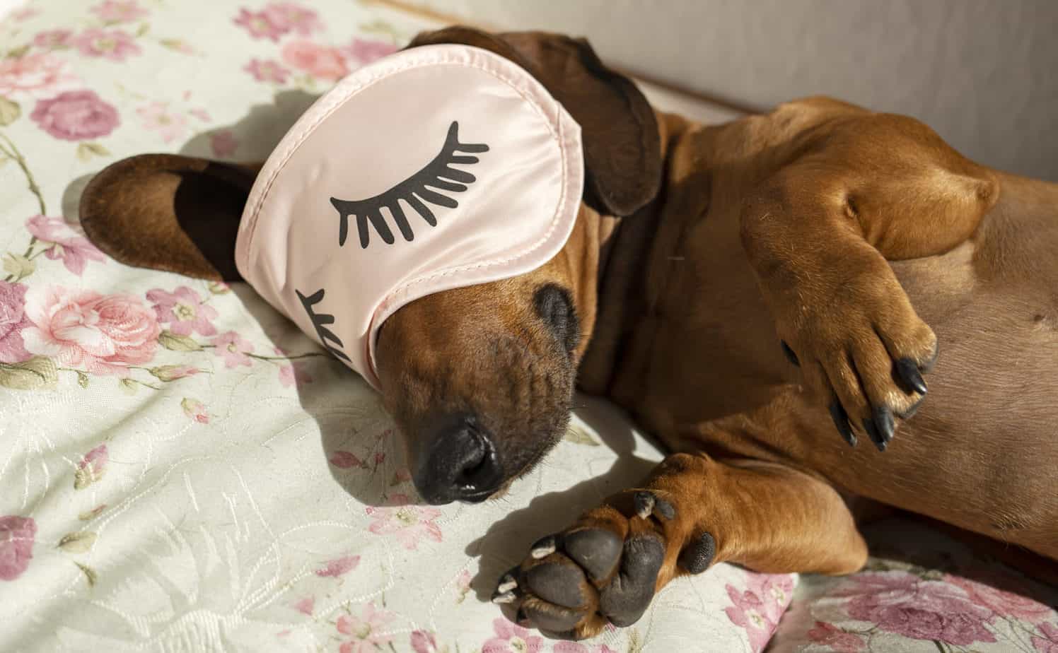 Dog Sleeping Positions