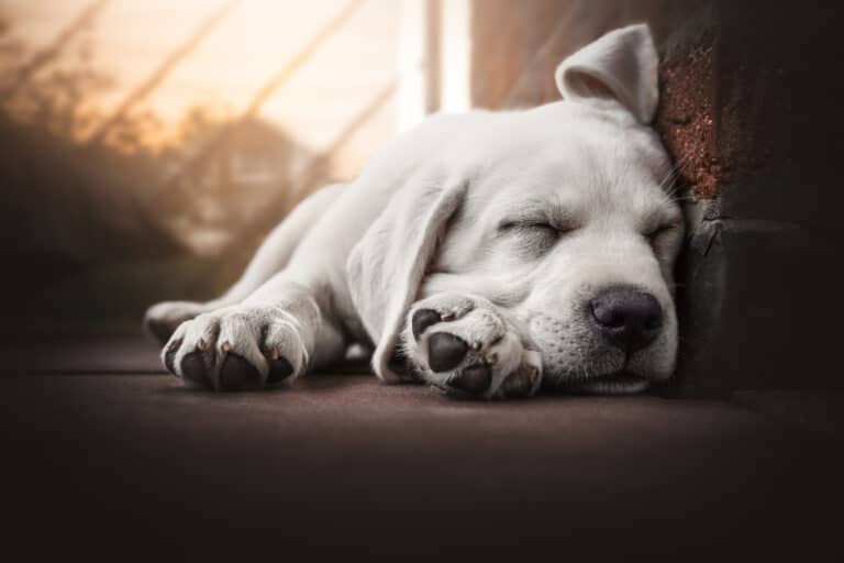 Lions pose sleeping position for dog