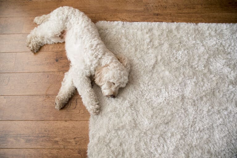 Dog lying on the side with its legs extended