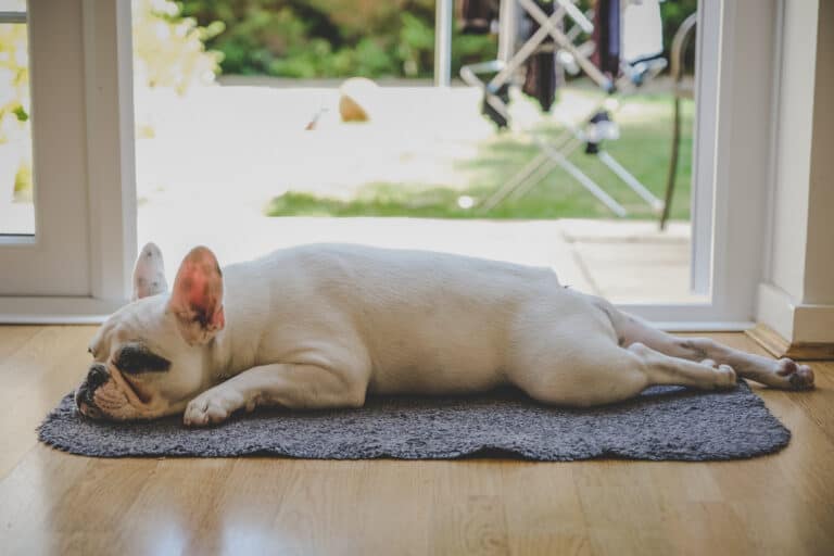 dog sleeping on its stomach with all legs stretched