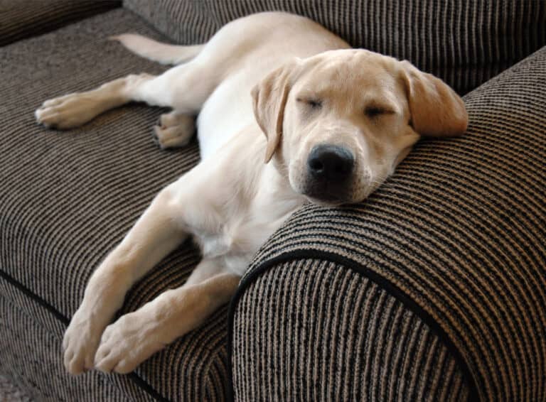 dog sleeping with head and neck raised