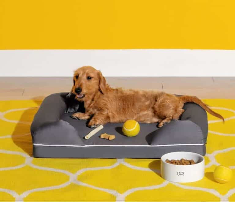 dog sitting on nectar dog bed with its toys