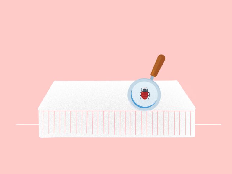 Check For Bed Bugs Check For Bed Bugs Illustration